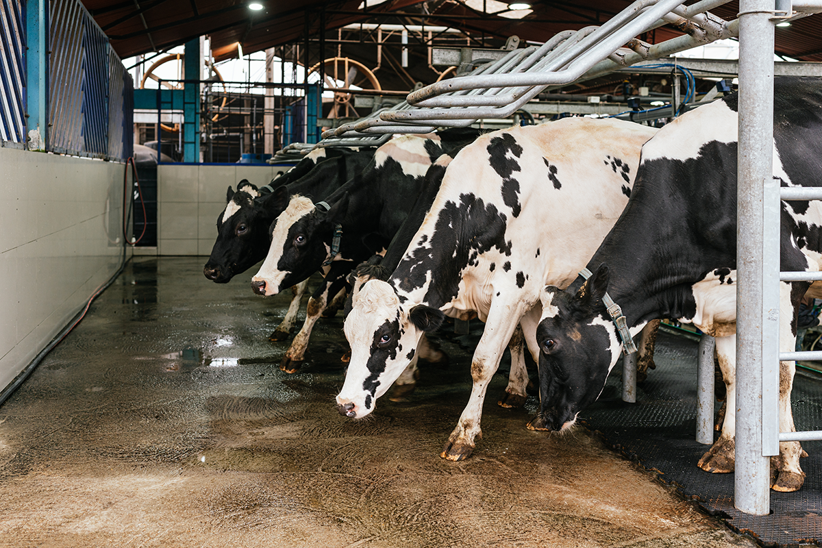 Are you focusing on these cow comfort essentials? - Cornerstone AG ...